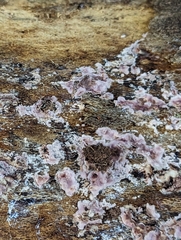 Chondrostereum purpureum