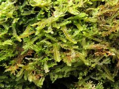 Saccogyna viticulosa