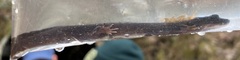 Desmognathus