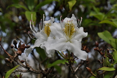 Rhododendron augustinii