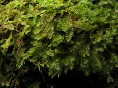 Saccogyna viticulosa