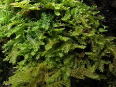 Saccogyna viticulosa