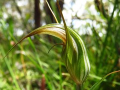Pterostylis reflexa