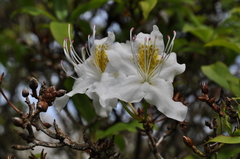 Rhododendron augustinii