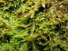 Saccogyna viticulosa