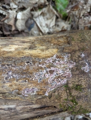 Chondrostereum purpureum