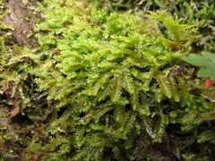 Saccogyna viticulosa