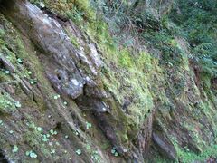 Saccogyna viticulosa