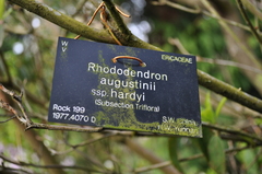 Rhododendron augustinii