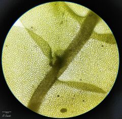 Saccogyna viticulosa