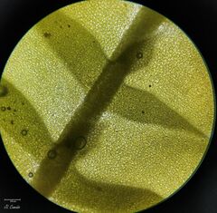 Saccogyna viticulosa