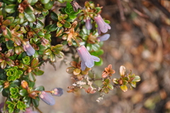 Rhododendron campylogynum