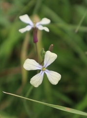 Raphanus raphanistrum