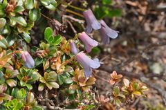 Rhododendron campylogynum