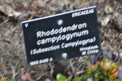 Rhododendron campylogynum
