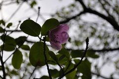 Rhododendron cinnabarinum tamaense