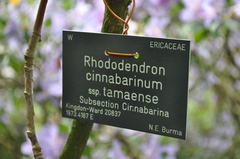 Rhododendron cinnabarinum tamaense