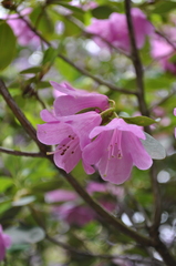 Rhododendron cinnabarinum xanthocodon