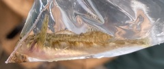 Etheostoma
