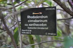 Rhododendron cinnabarinum xanthocodon