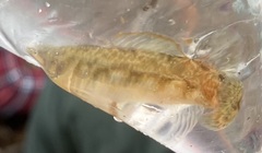 Etheostoma