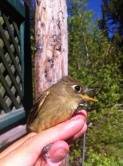 Empidonax occidentalis