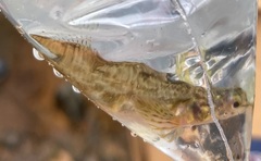 Etheostoma