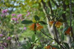 Rhododendron cinnabarinum xanthocodon