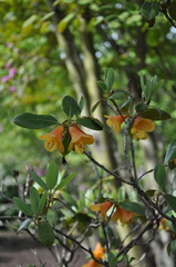Rhododendron cinnabarinum xanthocodon