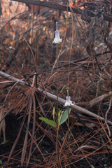 Clematis baldwinii