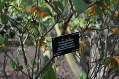 Rhododendron cinnabarinum xanthocodon