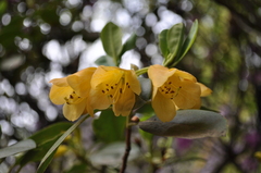 Rhododendron cinnabarinum xanthocodon