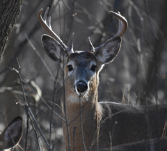 Odocoileus virginianus
