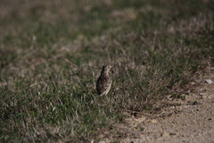 Anthus spragueii