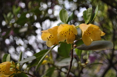Rhododendron cinnabarinum xanthocodon