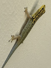 Lygodactylus picturatus
