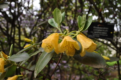 Rhododendron cinnabarinum xanthocodon