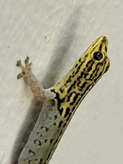 Lygodactylus picturatus