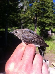 Setophaga coronata auduboni
