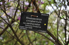 Rhododendron cinnabarinum xanthocodon