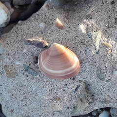 Eucallista purpurata