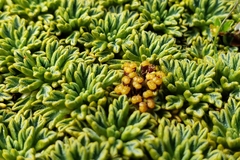 Bolax gummifera