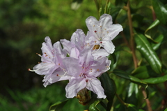 Rhododendron davidsonianum