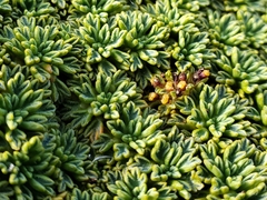 Bolax gummifera