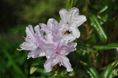 Rhododendron davidsonianum