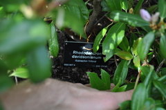 Rhododendron davidsonianum