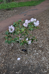 Rhododendron decorum
