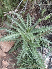 Scolymus hispanicus