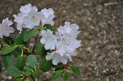 Rhododendron decorum