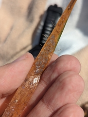 Botryllus